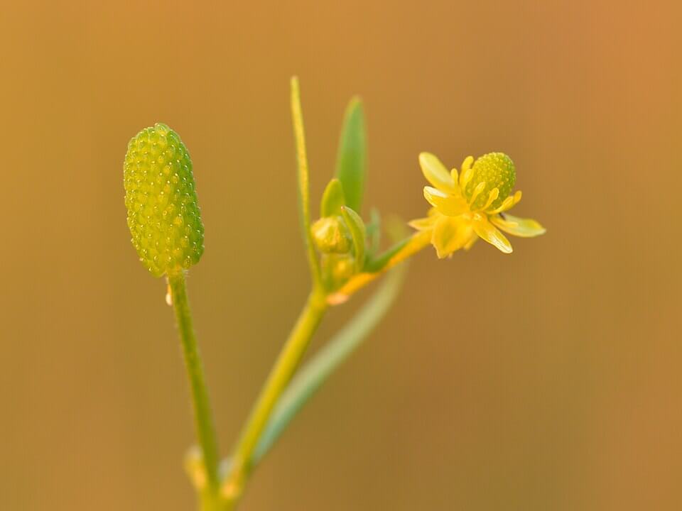 Ranunculus sceleratus (apio sardónico o sardonia). Imagen: Ivar Leidus. Wikipedia.