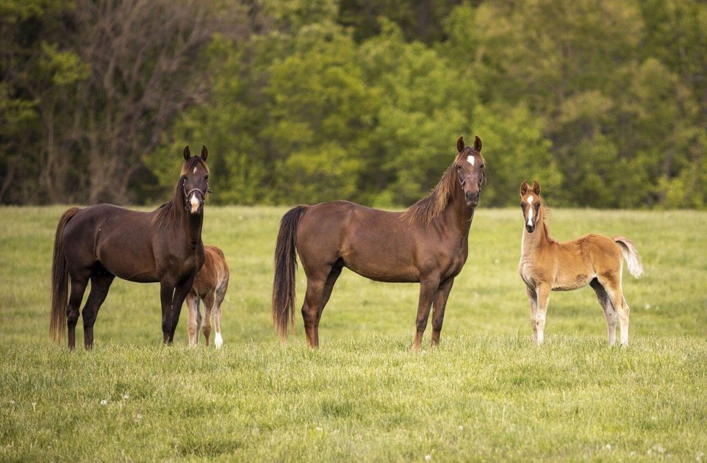 Carga caballo