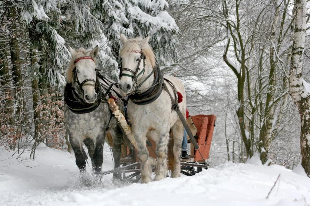 Carga caballo
