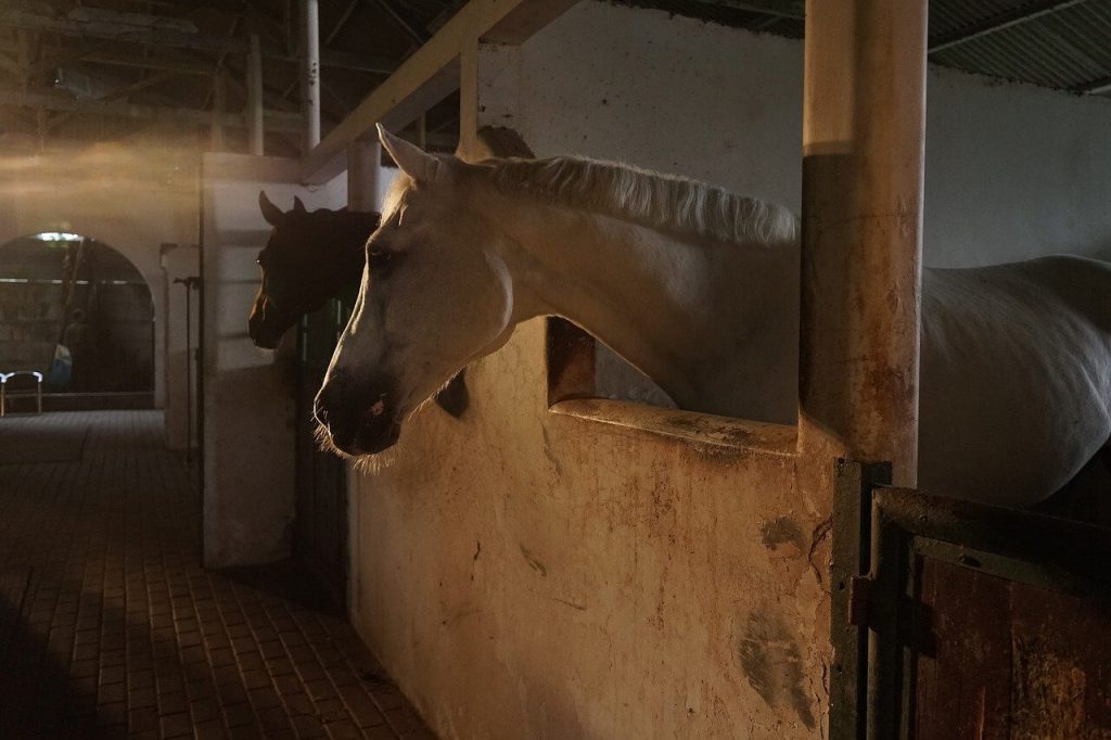 Carga caballo