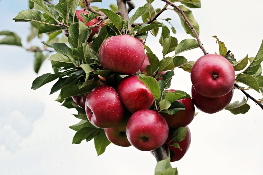 Newton y la manzana