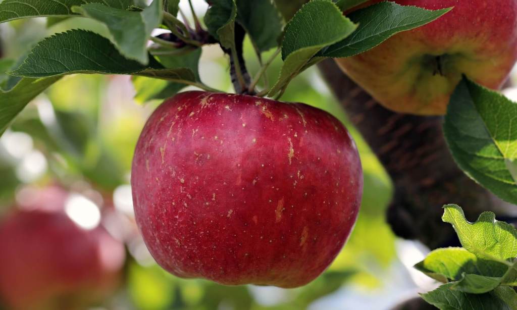 Newton y la manzana