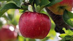 Newton y la manzana