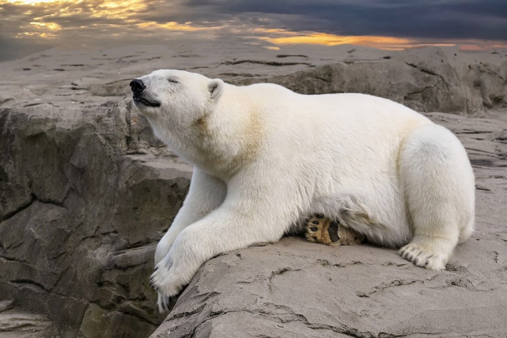 Oso polar