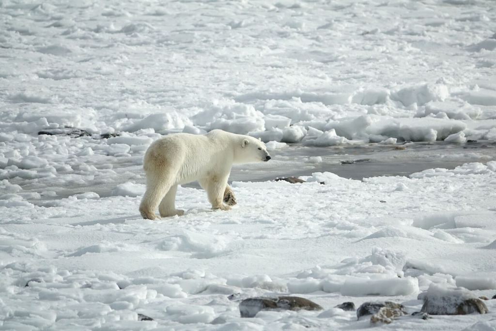 Oso polar