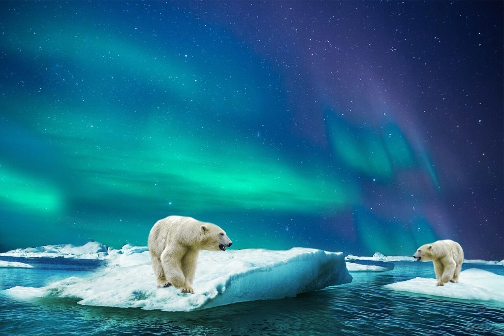 Oso polar