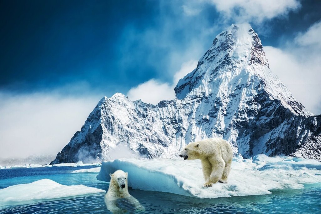 Oso polar