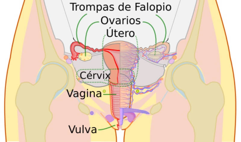 Curiosidades sobre la vagina