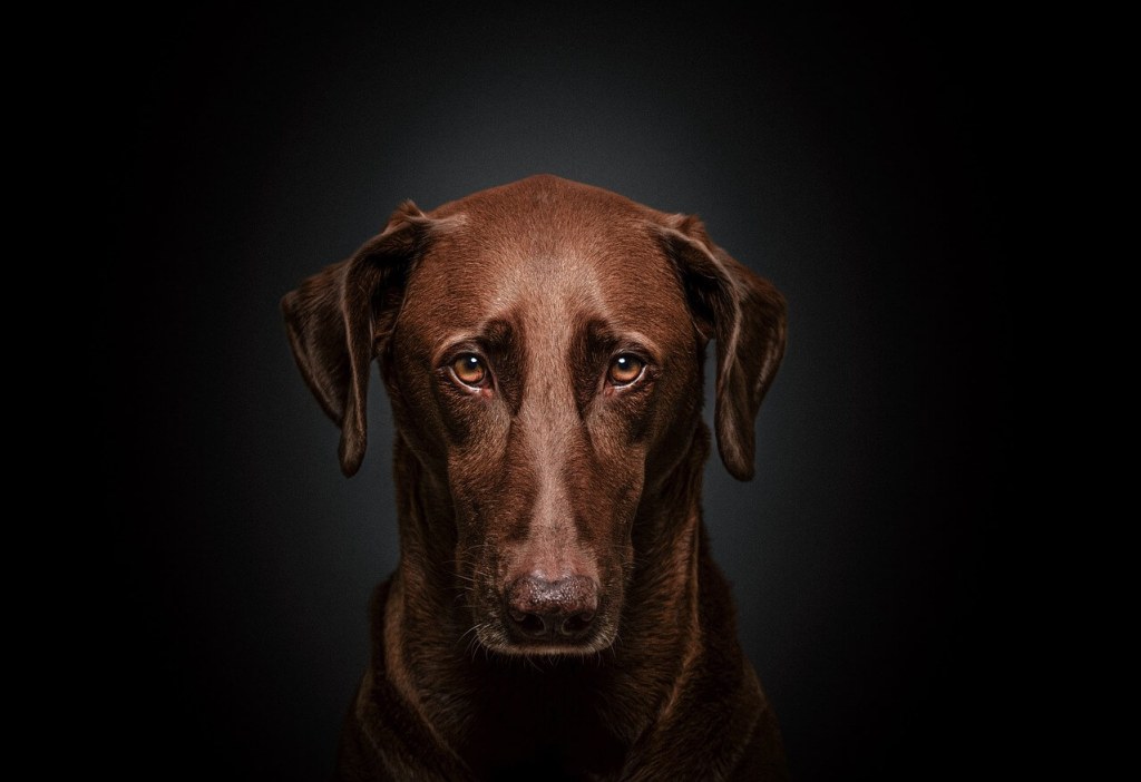 perro con diarrea