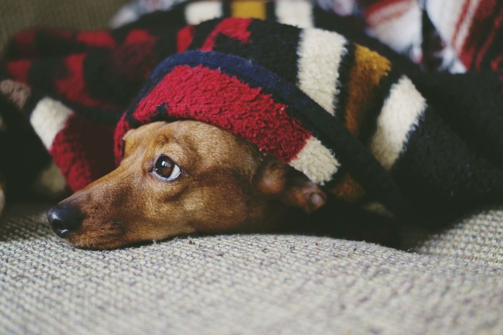 torsión de estómago en perros