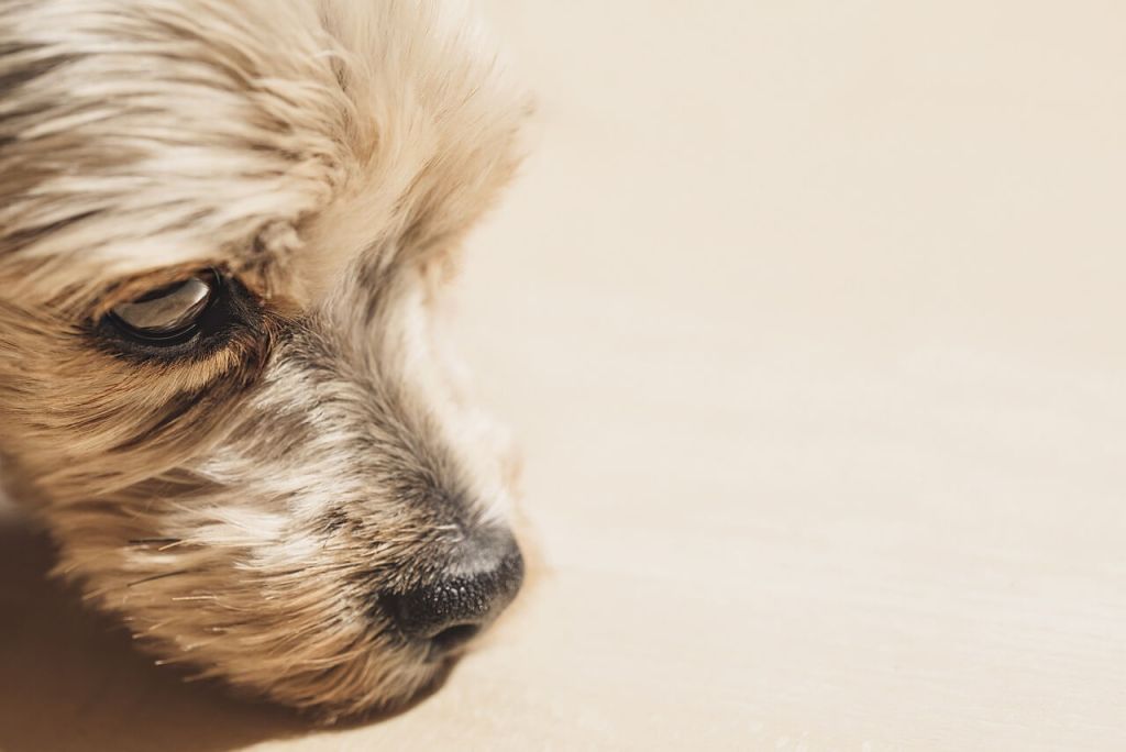 torsión de estómago en perros