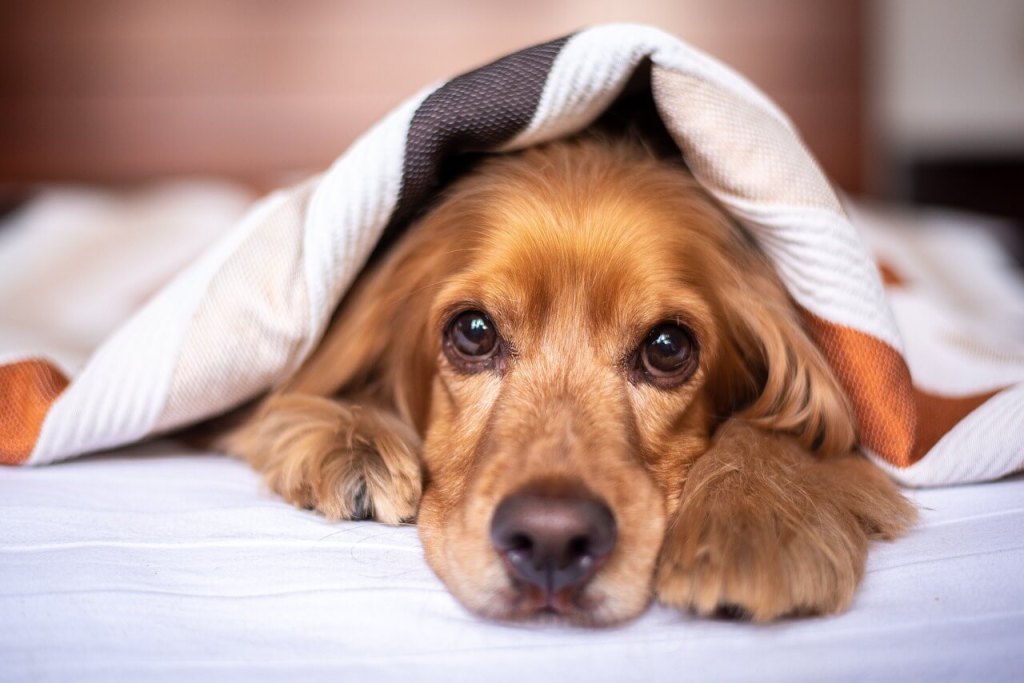 torsión de estómago en perros