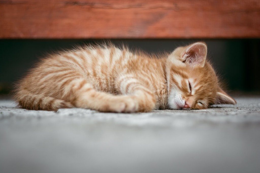 Curiosidades sobre el sueño de los gatos.