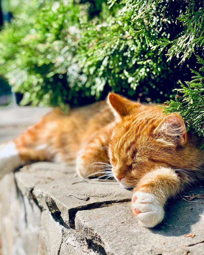 Curiosidades sobre el sueño de los gatos. 