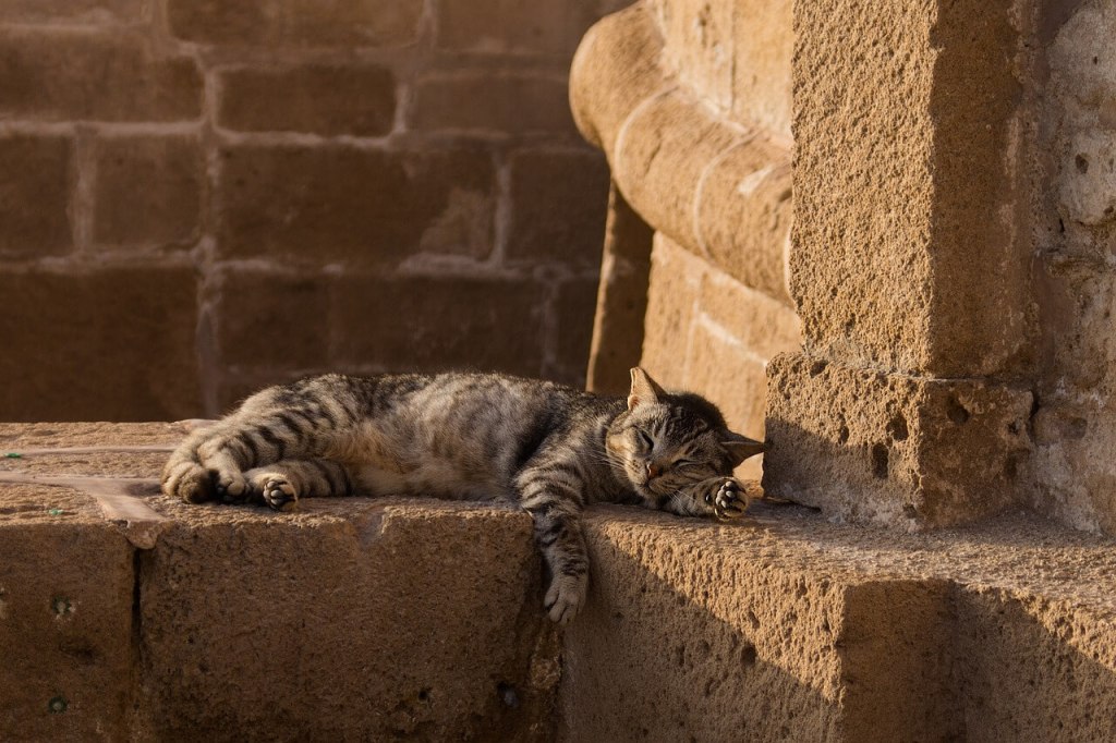 Curiosidades sobre el sueño de los gatos.