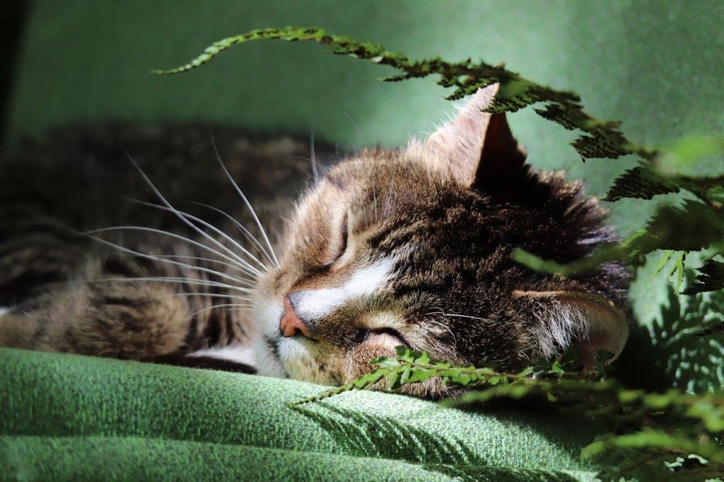 Curiosidades sobre el sueño de los gatos