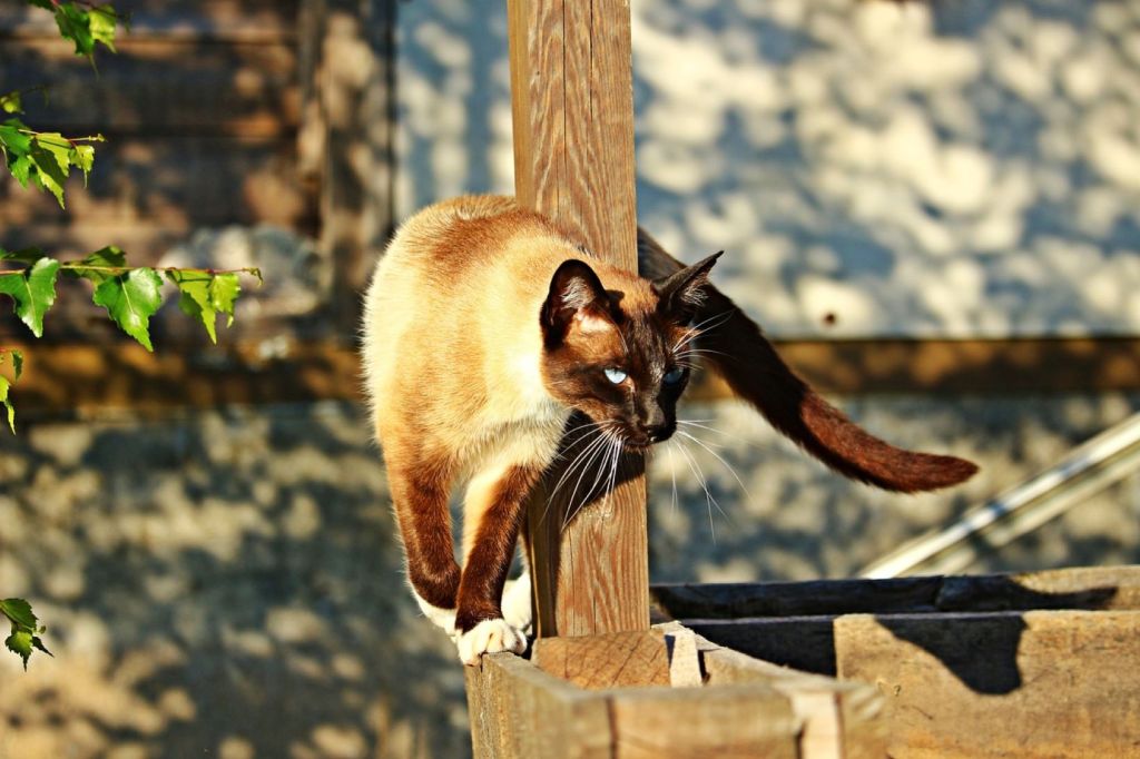 Gato siamés