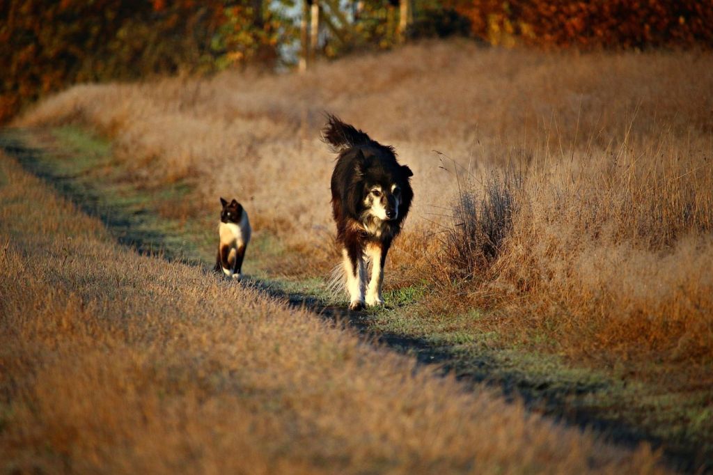 Perro y gato siamés