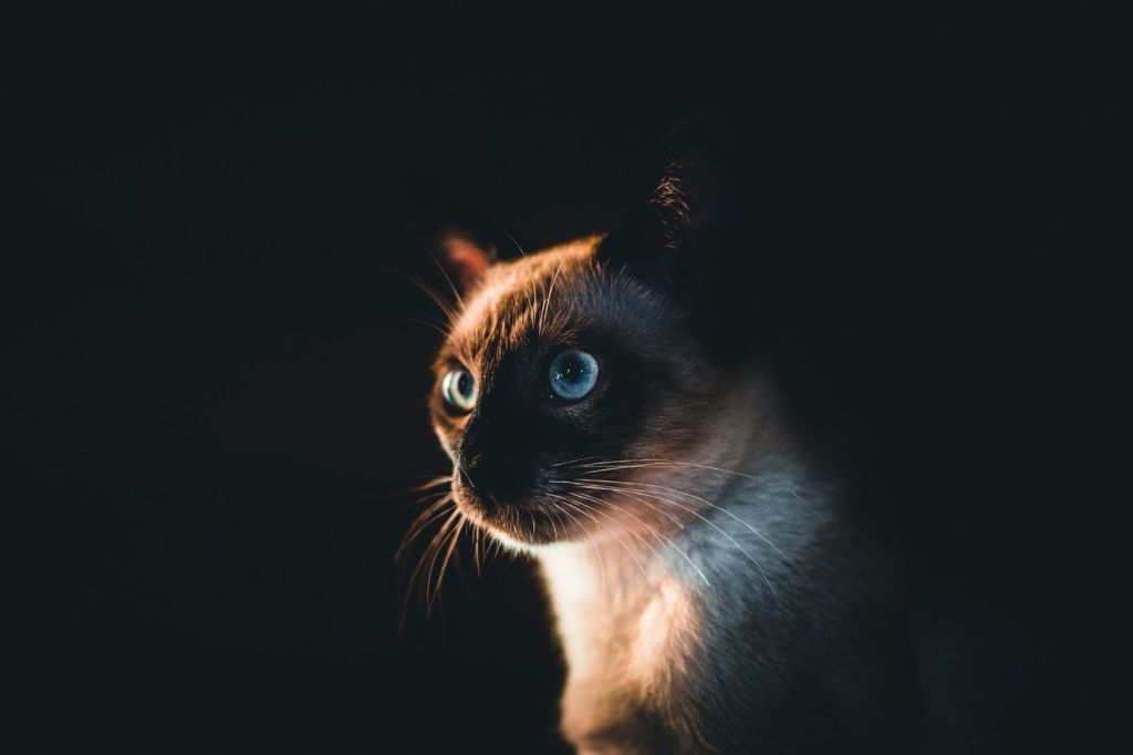 Gato siamés