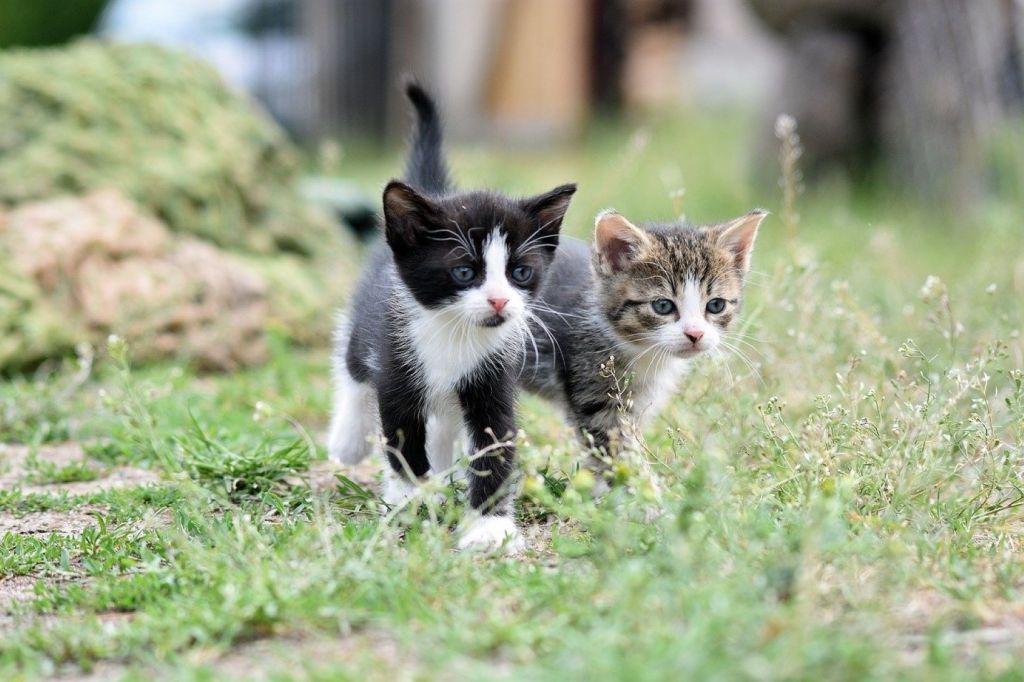 Gatos en jardín