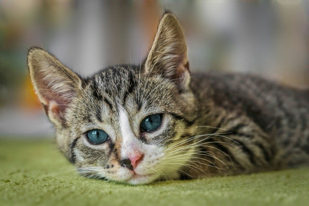 Gato tumbado