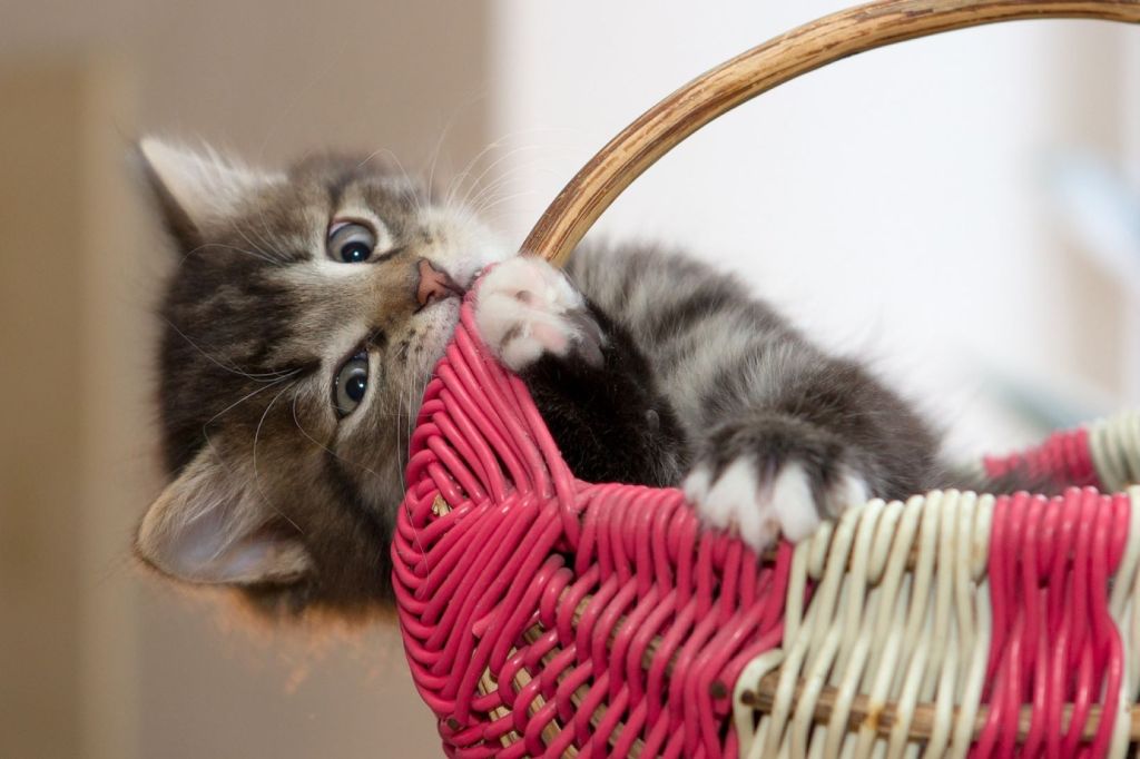 Gato en una cesta