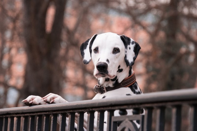 Medicina para perros