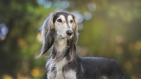 Medicinas para perros. Imagen de Elisabetta Bellomi en Pixabay