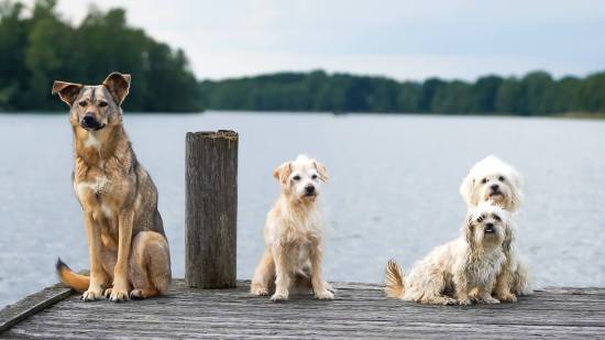 Medicinas para perros