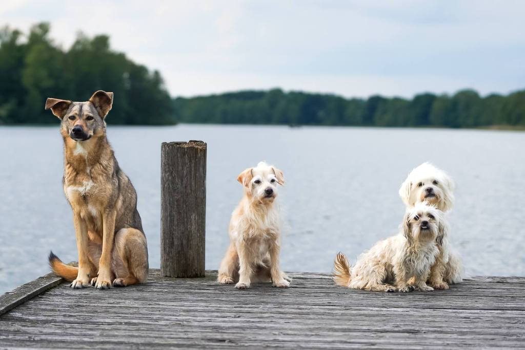 Medicinas para perros