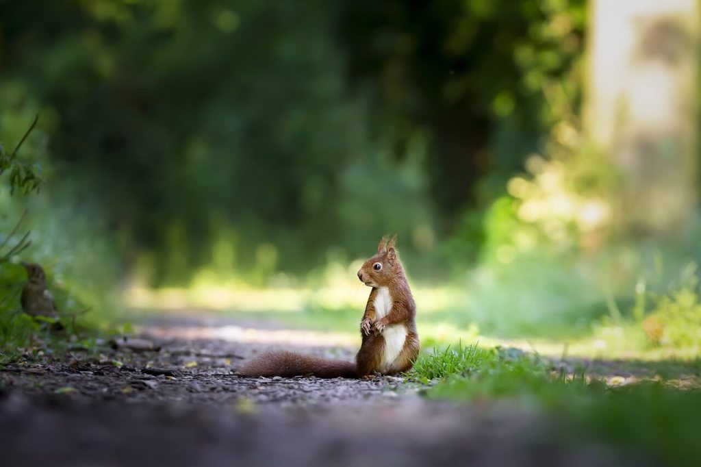 cuidados de la ardilla como mascota