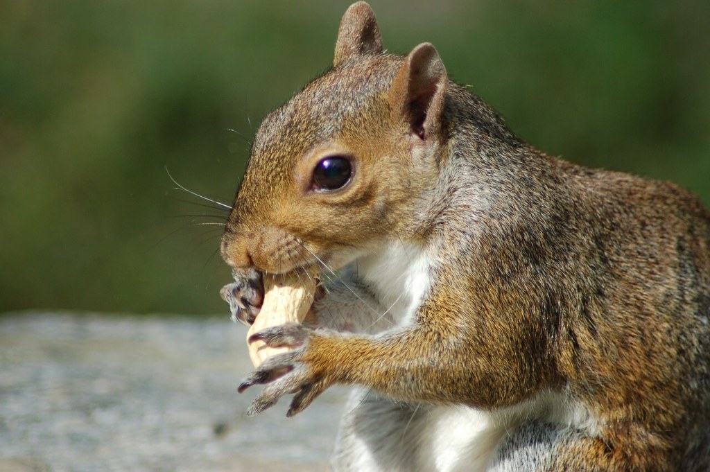 cuidados de la ardilla como mascota