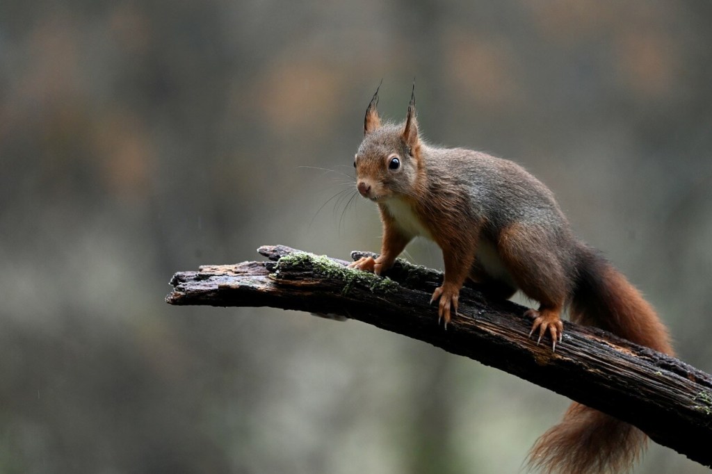 cuidados de la ardilla como mascota