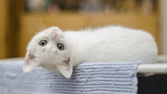 Aprende a conocer a tu gato.