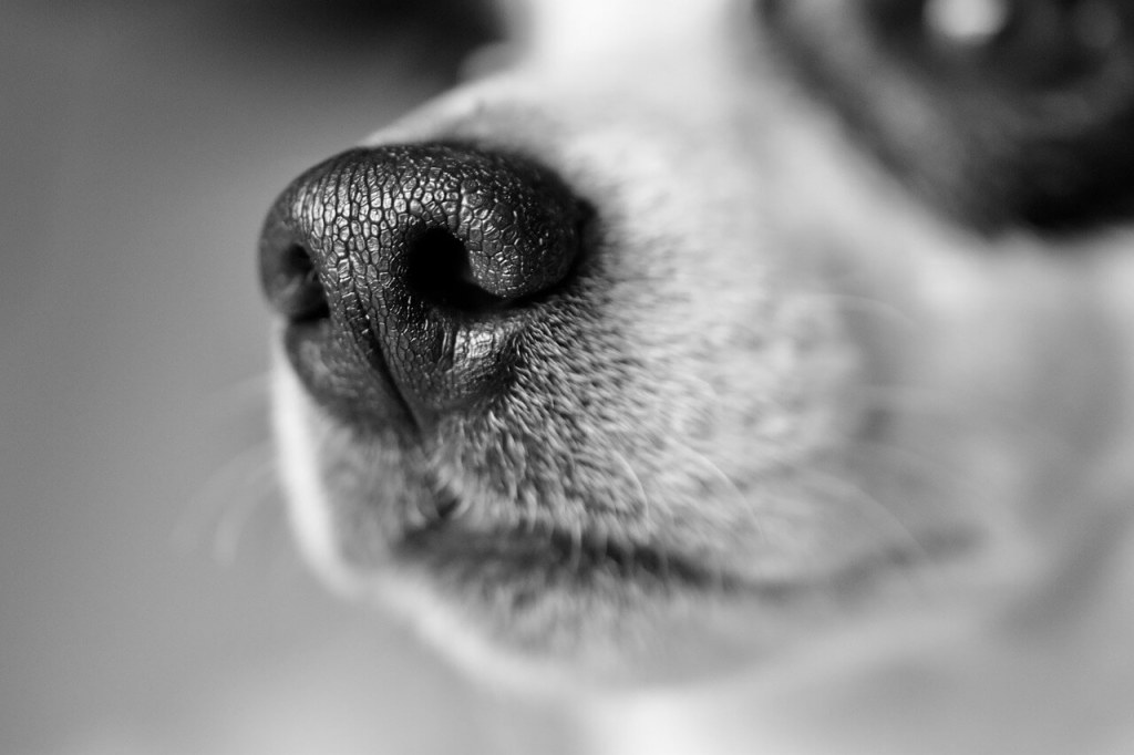 Trufa de perro