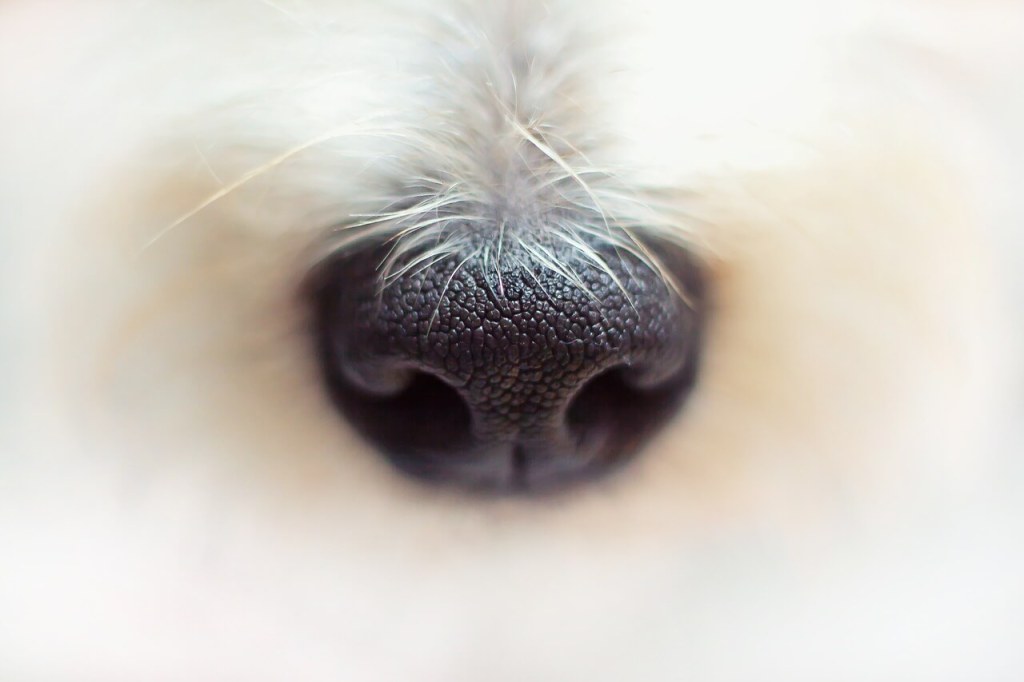 Trufa de perro