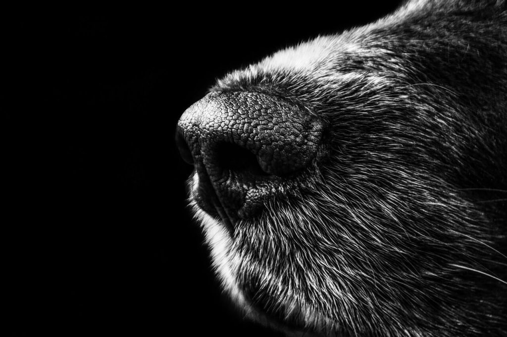 Nariz perro. Imagen de Alexander Stein en Pixabay