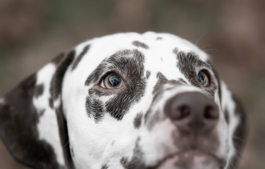 Nariz perro. Imagen de Rebecca Scholz en Pixabay