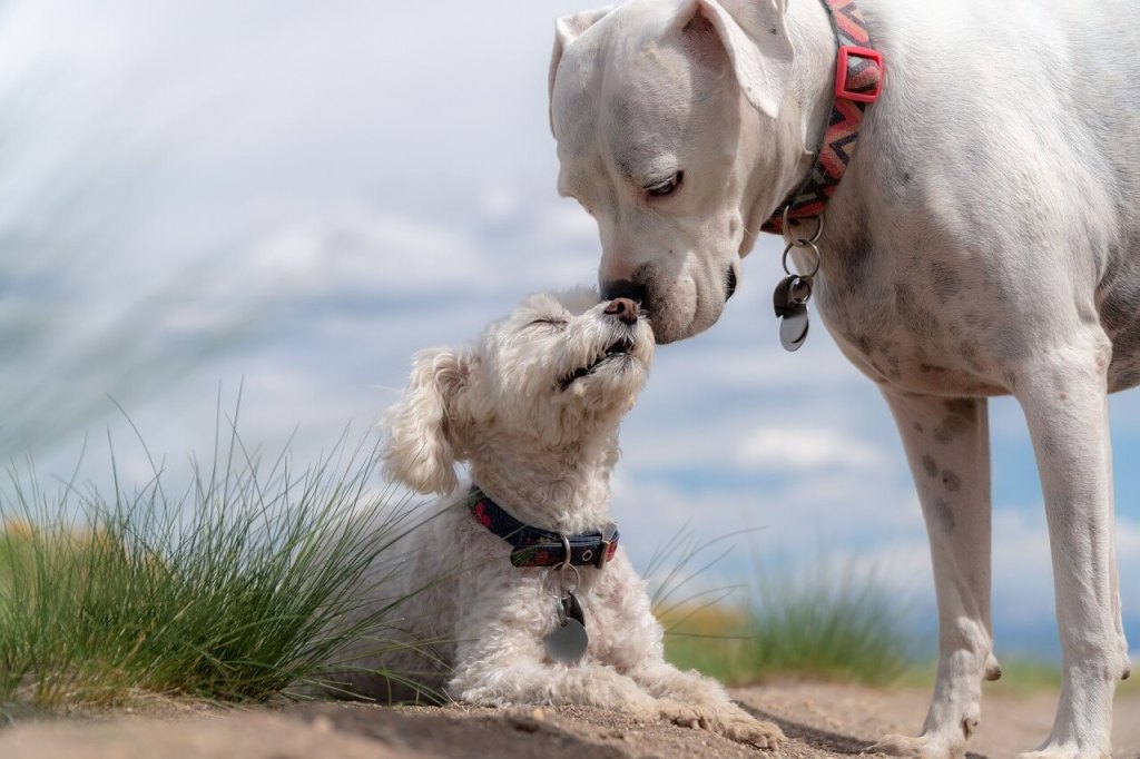 Perros. Imagen de Steve Adcock en Pixabay
