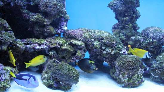 estrés en peces