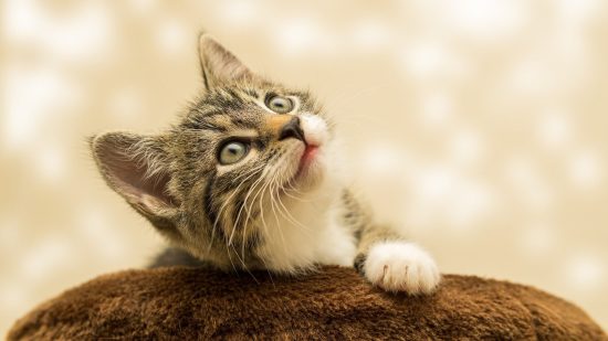 Te damos las claves para que interpretes el olor de tu gato.