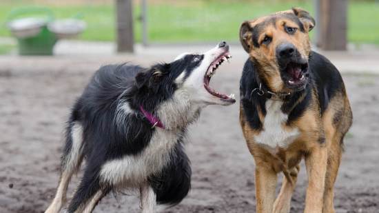 celos en perros