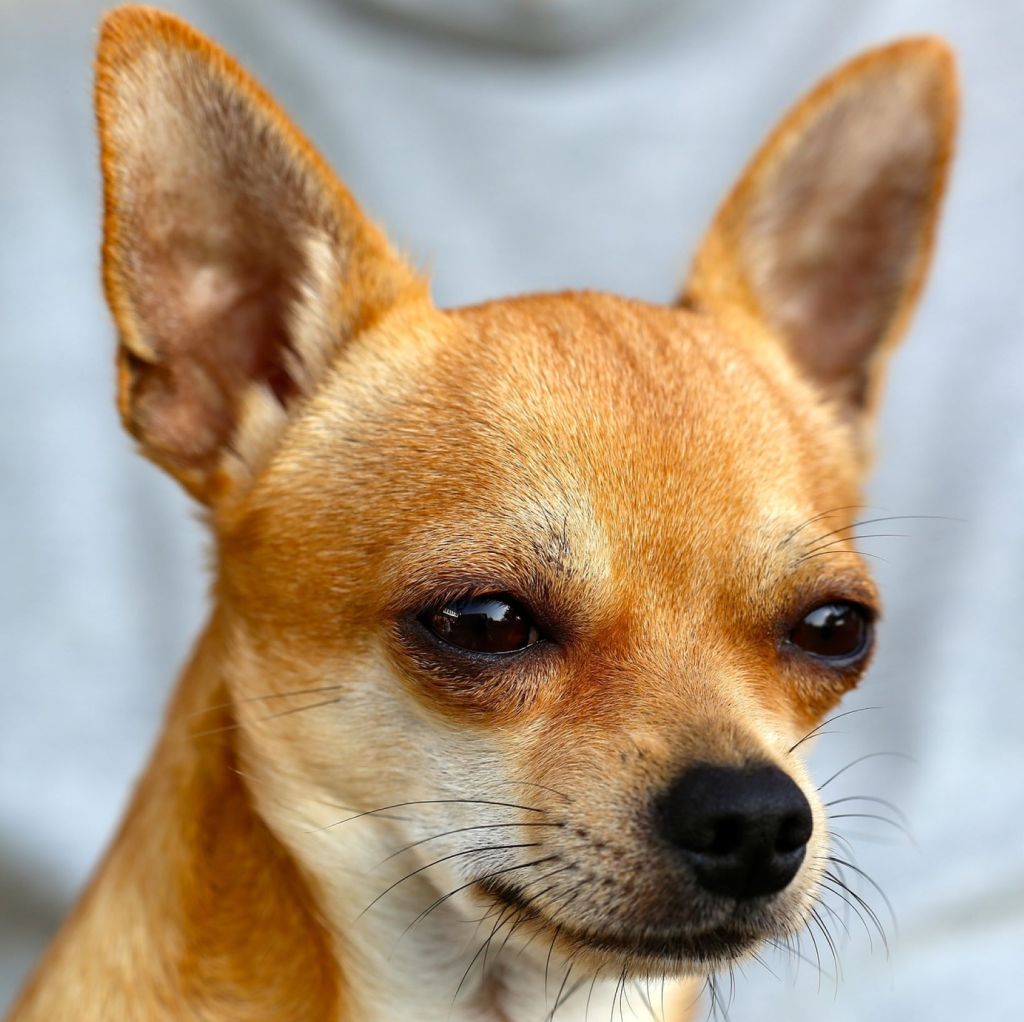 Esperanza de vida de perros