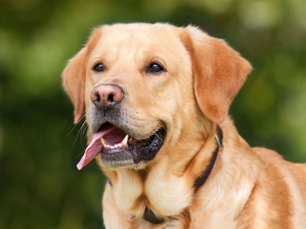 Esperanza de vida de perros