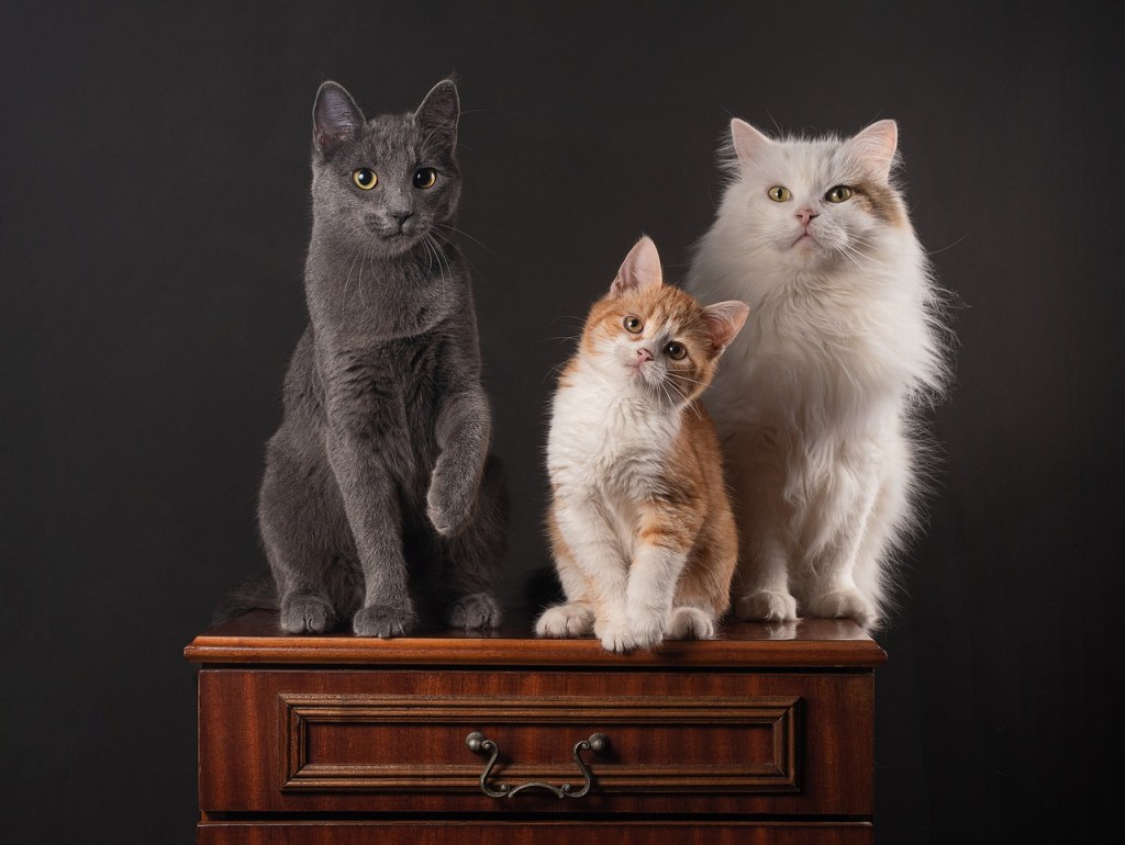 esperanza de vida de los gatos