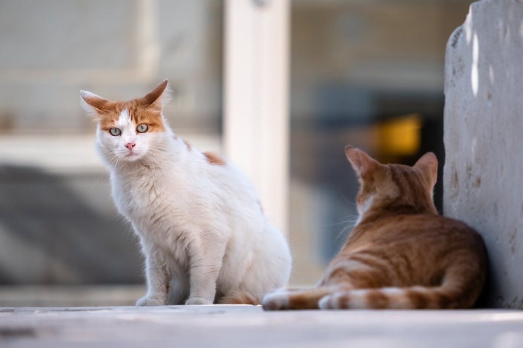 Gatos. Imagen de Lukáš Jančička en Pixabay
esperanza de vida de los gatos