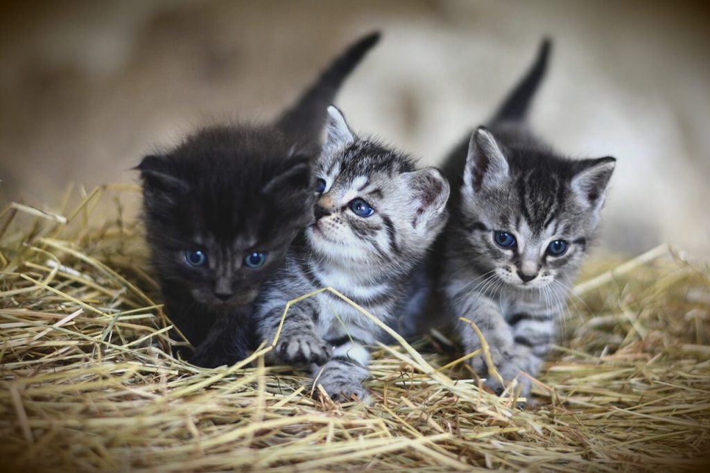 Gatos. Imagen de congerdesign en Pixabay
esperanza de vida de los gatos