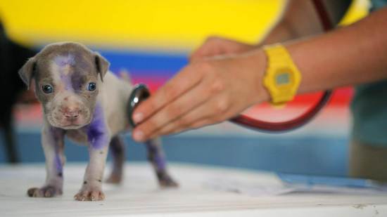 Cómo Tratar La Fiebre En Los Perros