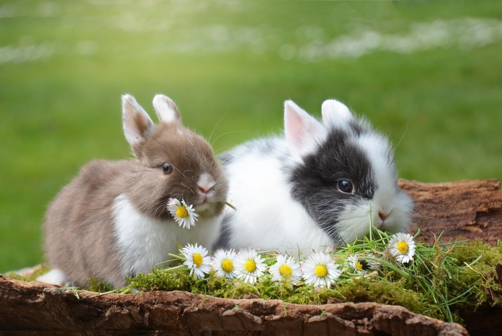Conejos. Imagen de Rebekka D en Pixabay