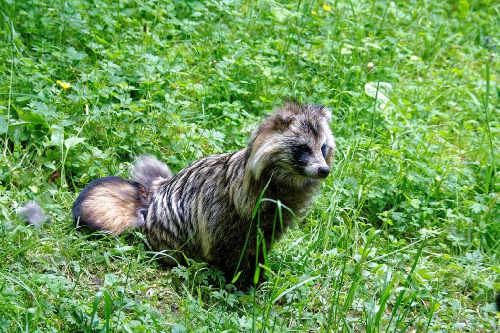 Tanuki